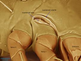  Fig. 12.  Chaetodactylus krombeini  female lateral propodosoma showing enlarged supracoxal sclerite. This trait is diagnostic for the family Chaetodactylidae; LT-SEM photo by Ron Ochoa amp; Gary Bauchan, USDA-ARS. 
