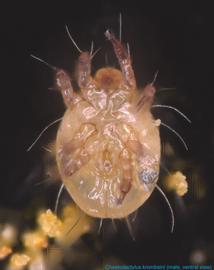  Fig. 10.  Chaetodactylus krombeini  male, ventral view; FL photo by Ron Ochoa amp; Gary Bauchan, USDA-ARS. 