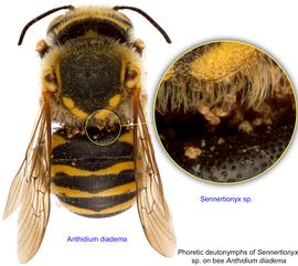  Fig. 3. Phoretic deutonymphs of  Sennertionyx  sp. on bee  Anthidium diadema;  photo by Lindsey Seastone & Laura Hartmann, ITP. 