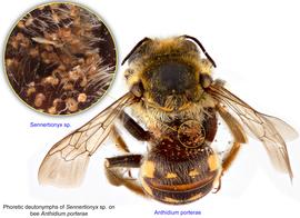  Fig. 4. Phoretic deutonymphs of  Sennertionyx  sp. on bee  Anthidium porterae;  photo by Lindsey Seastone & Laura Hartmann, ITP. 