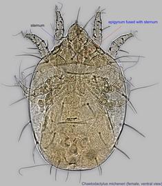  Fig 6.  Chaetodactylus micheneri  female, ventral view. 