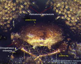  Fig. 9. First metasomal tergite of the large carpenter bee,  Xylocopa nigrita . There are two large clusters of phoretic deutonymphs of  Histiostoma conclavicola  and a single female of  Dinogamasus crassipes . The anterior body of  D. crassipes  is partially inserted in the metasomal acarinarium and is hidden, while the posterior body and legs are visible from the outside; photo by Barry OConnor, University of Michigan. 