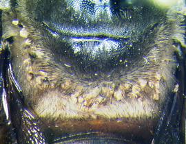  Fig. 3.  Centriacarus guahibo  phoretic deutonymphs on the dorsal mesosoma of bee  Centris  sp. from Venezuela. 