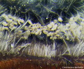 Fig. 4.  Centriacarus turbator  phoretic deutonymphs on the posterior mesosoma of bee  Centris  sp. from Mexico. 