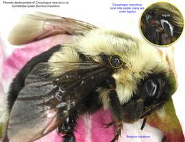  Fig. 14. Phoretic deutonymphs of mite  Cerophagus nearcticus  on bumblebee queen  Bombus impatiens.   Only one deutonymph is visible from the outside; large clusters of deutonymphs are situated  under  tegulae. 