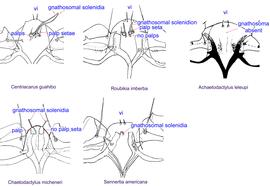  Fig. 16. Gnathosomal morphology is a key character separating genera of the family Chaetodactylidae ( Centriacarus ,  Roubikia, Achaetodactylus, Chaetodactylus,  and  Sennertia)  based on phoretic deutonymphs .  In particular,  Sennertia  can be distinguished by its gnathosomal solenidion present and free palpi and setae on free palpi absent; drawing of  Achaetodactylus leleupi  courtesy of Belgian GTI Focal Point 2009, http://www.taxonomy.be. 