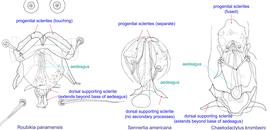  Fig. 20. External genital apparatus of males of  Roubikia ,  Sennertia , and  Chaetodactylus , showing key diagnostic features of  Sennertia  males:  progenital sclerites are separate (not touching each other or fused) and dorsal supporting sclerite does not extend posterior to base of aedeagus. 