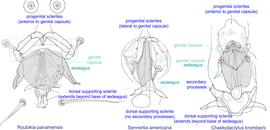  Fig. 19. External genital apparatus of males of  Roubikia ,  Sennertia , and  Chaetodactylus , showing key diagnostic feature of  Sennertia  males: progenital sclerites are lateral to genital capsule, while in other genera they are anterior to genital capsule. 