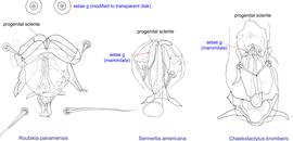  Fig. 14. Male genital apparatus and genital setae (g) of Chaetodactylidae.  Roubikia  is unique in having genital setae modified to transparent disks, while in other genera these setae are mammillate. 