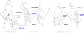  Fig. 15. Leg tarsi of males of Chaetodactylidae.  Roubikia  can be distinguished from other chaetodactylid genera with known males ( Sennertia  and  Chaetodactylus ) by the absence of pretarsal suckers. In the other two genera, male pretarsal suckers are present. For  Roubikia  heteromorphic males are shown, for the others homeomorphic males. 