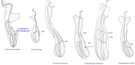  Fig. 12. Supracoxal sclerite of homeomorphic males of the family Chaetodactylidae (female supracoxal sclerite of  Ch. krombeini  given for comparison), showing the shape of supracoxal setae (scx).  Roubikia  is unique in having a spiniform  scx  with rounded tip, while in all other genera  scx  is filiform with a pointed tip. 