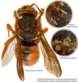  Fig. 10. Phoretic deutonymphs of  Tortonia smitsvanburgst i and  Chaetodactylus anthidii  on bee  Rhodanthidium sticticum;  photo by Lindsey Seastone amp; Laura Hartmann, ITP. 