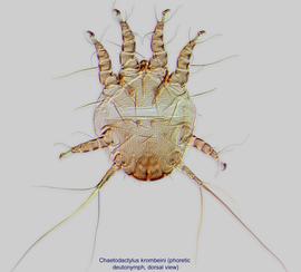  Fig. 1.  Chaetodactylus krombeini  phoretic deutonymph, dorsal view. 