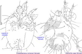  Fig. 18. Adults of   Sennertia   differ from those of other chaetodactylid genera with known adults ( Chaetodactylus  and  Roubikia ) by the dorsal position of cupules im. In  Chaetodactylus  and  Roubikia  these cupules  im  are ventral or ventro-lateral. 