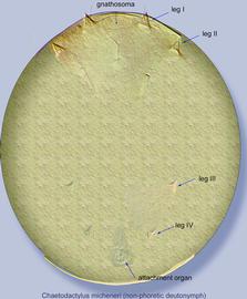  Fig. 4.  Chaetodactylus micheneri  non-phoretic (immobile) deutonymph. 