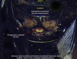  Fig. 27. Phoretic deutonymphs of  Histiostoma conclavicola  and female of  Dinogamasus crassipes  on bee  Xylocopa nigrita  at first metasomal tergite, near the entrance to the metasomal acarinarium. On the bee, scutellum and scutum on the posterior mesosoma and tergites 1 and 2 (T1-2) on the anterior metasoma are labeled. Mites are usually found  inside  the acarinarium; photo by Barry OConnor, University of Michigan. 