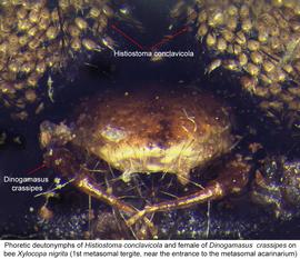  Fig. 28. Phoretic deutonymphs of  Histiostoma conclavicola  and female of  Dinogamasus crassipes  on bee  Xylocopa nigrita,  on first metasomal tergite, near the entrance to the metasomal acarinarium); photo by Barry OConnor, University of Michigan. 