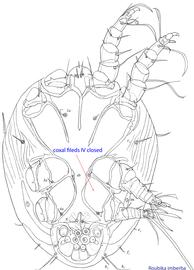  Fig. 10. Ventral view of phoretic deutonymph of  Roubikia imberba showing  closed coxal fields IV. 