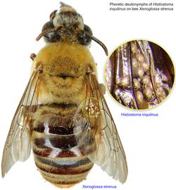  Fig 26. Phoretic deutonymphs of  Histiostoma inquilinus  on bee  Xenoglossa strenua;  photo by Lindsey Seastone amp; Laura Hartmann, ITP. 