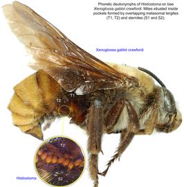  Fig. 25. Phoretic deutonymphs of  Histiostoma  on bee  Xenoglossa gabbii crawfordi.  Mites situated inside pockets formed by overlapping metasomal tergites (T1, T2) and sternites (S1 and S2); photo by Lindsey Seastone amp; Laura Hartmann, ITP. 