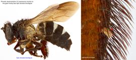  Fig. 15. Phoretic deutonymph of  Lasioacarus morsei  on the giant honey bee  Apis dorsata breviligula . 