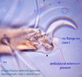  Fig. 8.  Megachilopus uellensis  phoretic deutonymph empodial claw on tarsus I, lateral view; empodial claw referred to as claw for simplicity; phase contrast. 