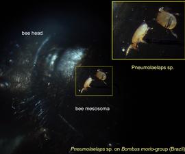  Fig. 8. Females of  Pneumolaelaps  sp. phoretic on  Bombus   morio -group from Brazil. 