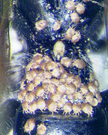  Fig. 7. Phoretic deutonymphs of  Roubikia imberba  on the dorsal mesosoma and metasoma of bee  Tetrapedia  sp. from Argentina. 