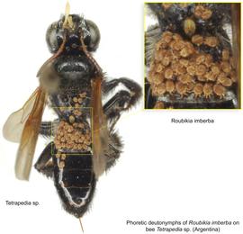  Fig. 6. Phoretic deutonymphs of  Roubikia imberba  on bee  Tetrapedia  sp .  from Argentina. 