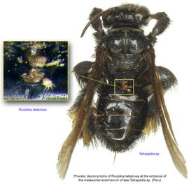  Fig. 3. Phoretic deutonymphs of  Roubikia latebrosa  at the entrance of the metasomal acarinarium of bee  Tetrapedia  sp. from Peru. 