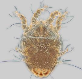  Fig. 2.  Roubikia panamensis  phoretic deutonymph, dorsal view. 