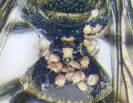  Fig. 8. Phoretic deutonymphs of  Roubikia panamensis  on the dorsal metasoma (many) and mesosoma (few) of bee  Coelioxoides waltheriae.  