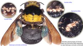  Fig. 11. Phoretic deutonymphs of  Sennertia bifilis  and  Horstia trifilis  on bee  Xylocopa coronata combinata . 