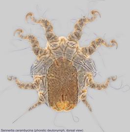  Fig. 2.  Sennertia cerambycina  phoretic deutonymph, dorsal view. 