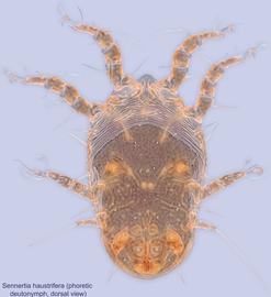  Fig. 6.  Sennertia haustrifera  phoretic deutonymph, dorsal view. 