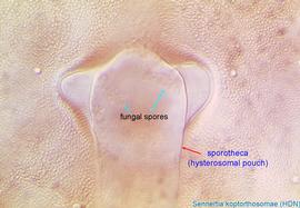  Fig. 15. Sporotheca (hysterosomal pouch) of the phoretic deutonymph of  Sennertia koptorthosomae . Situated on the hysterosomal shield. 