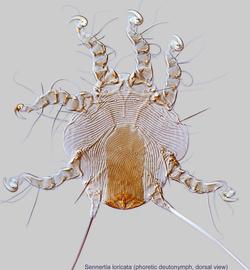  Fig. 3.  Sennertia loricata  phoretic deutonymph, dorsal view. 