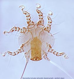  Fig. 4.  Sennertia loricata  phoretic deutonymph, ventral view. 