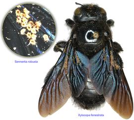  Fig. 9. Aggregations of phoretic deutonymphs of  Sennertia robusta  on the large carpenter bee  Xylocopa fenestrata . 