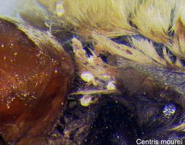  Fig. 8. Feeding stages (females, males, and nymphs) of  Sennertia  sp. of the  vaga  species-group phoretic on the bee  Centris mourei . 