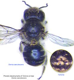  Fig. 12. Phoretic deutonymphs of  Tortonia  on bee  Osmia caerulescens . 