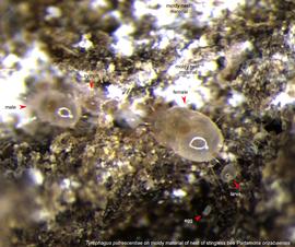  Fig. 15.  Tyrophagus putrescentiae  on old, moldy material of nest of stingless bee  Partamona orizabaensis . 