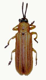   Anisostena (Apostena)  habitus. 