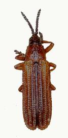   Anisostena (Neostena)  habitus. 