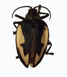    Pseudocalaspidea  habitus.  