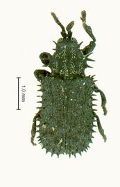   Rhodtrispa  habitus. 