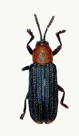   Anisostena (s. str.) habitus.  