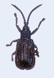   Chaeridiona habitus.  