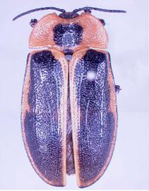   Platyauchenia  habitus. 