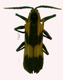   Sceloenopla  habitus. 